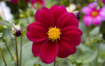 Maroon, , Dahlia, Bud, Close Up, Flower, Nature, Flowers HD wallpaper