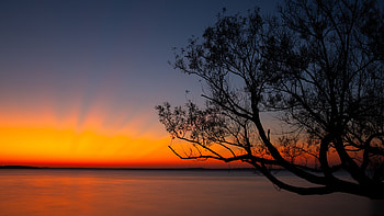 Sunset, Twilight, Horizon, Dark, Wood, Tree, Dusk HD wallpaper