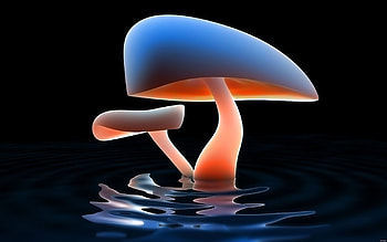 Mushroom Art, mushroom HD wallpaper