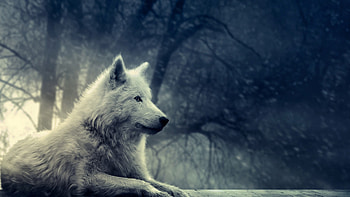 Wolf Computer , Backgrounds | | ID:96294 HD wallpaper