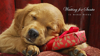Waiting for Santa, animal, dog, puppy, christmas, santa HD wallpaper