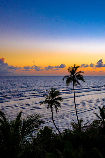 Serene tropical sunset with silhouetted palm trees and colorful sky over the ocean. HD phone wallpaper
