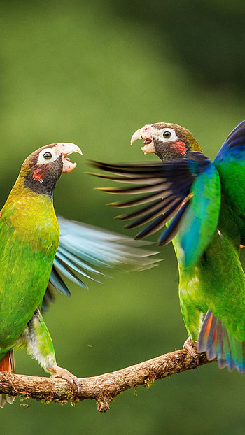 Love Birds, Lovely Parrot HD phone wallpaper