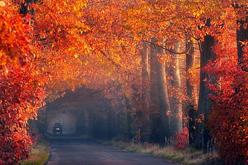 Autumn Trees, trees, autumn, beautiful HD wallpaper