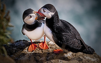 Animals, Birds, Rio, Rock, Eyes, Stone, To Stand, Stand, Beaks, Views HD wallpaper