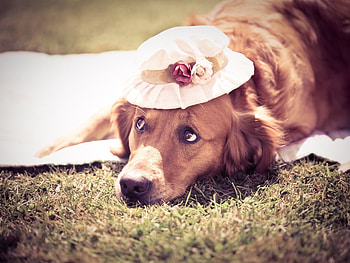 Dog with a hat, animal, dog, puppy, nature, grass, pet, hat HD wallpaper