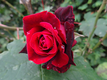 Flowers, Drops, Rose Flower, Rose, Bud HD wallpaper