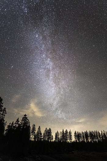 A breathtaking view of the Milky Way galaxy shining over a silhouette of trees at night. HD phone wallpaper