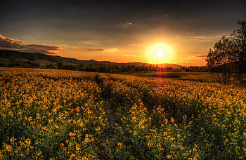 Landscape, Nature, Sunset, Field HD wallpaper