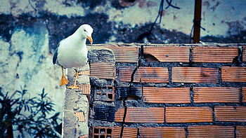 Animals, Bird, Wall, Walk, To Walk HD wallpaper