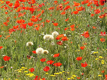 All Over the Place, poppies, flowers, stems, red HD wallpaper