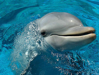Big smile, animal, life, smile, nature, fish, dolphin HD wallpaper