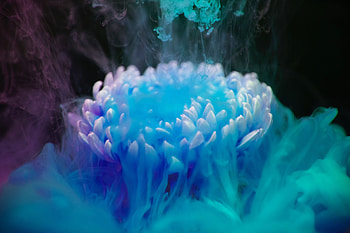 Abstract, Smoke, Flower, Paint, Shroud HD wallpaper