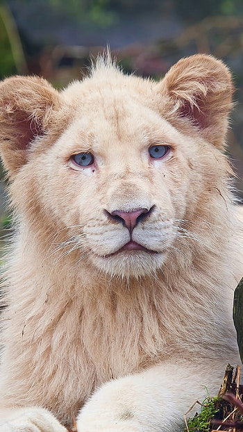Lion , Beautiful, White Lion HD phone wallpaper