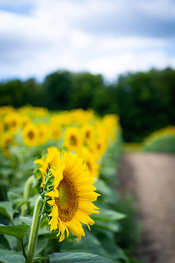Flowers, Leaves, Flower, Petals, Sunflower HD phone wallpaper