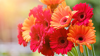 Gerbera Flowers Bouquet HD wallpaper