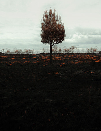 Nature, Horizon, Wood, Tree, Field, Lonely HD phone wallpaper