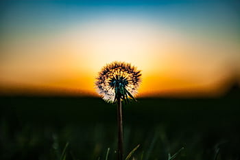 Dandelion silhouetted against a vivid sunset sky, illustrating nature's beauty and tranquility. HD wallpaper