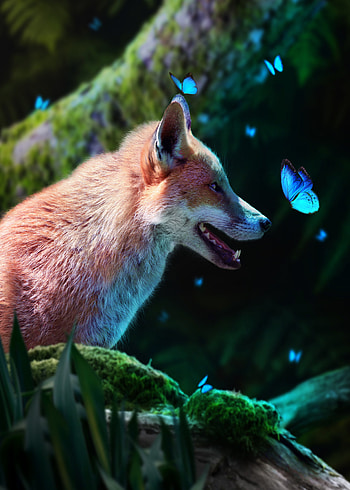 Animals, Butterflies, Fox, Wildlife, Animal, Sweetheart, Nice HD phone wallpaper