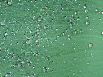 Background, Drops HD wallpaper