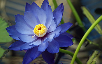 Plants, Flowers HD wallpaper