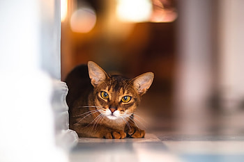 Animals, Glare, Cat, To Lie Down, Lie, Blur, Smooth HD wallpaper