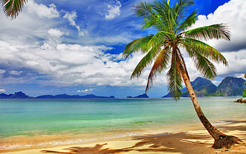 Beach, sky, nature, tree HD wallpaper