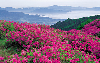 Landscape, Flowers, Mountains HD wallpaper