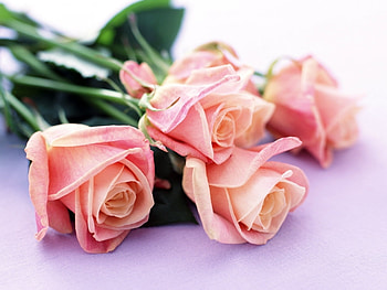 Plants, Flowers, Roses HD wallpaper