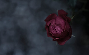 Leaves, Flower, Macro, Bud, Stem, Stalk HD wallpaper