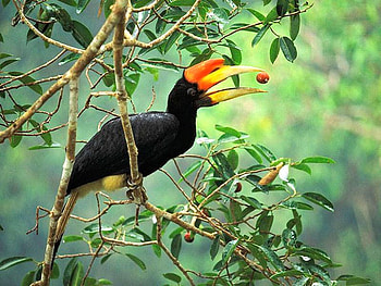 Amazing Bird, cool, amazing, bird HD wallpaper
