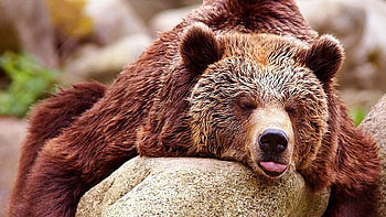 Wilderness guardian, Majestic predator, North American habitat, Wildlife conservation HD wallpaper