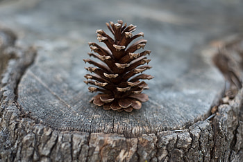Nature, Cones, Wood, Tree, Stump HD wallpaper