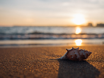 Seashells, nature, sunset, sand, landscape, depth of field HD wallpaper