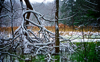 Silent Snowfall, snowfall, forests, beautiful, nature, serene, pond HD wallpaper