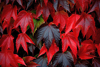 Red Leaves, beautiful, leaves, , red HD wallpaper