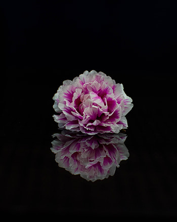 Flowers, Flower, Petals, hop HD phone wallpaper
