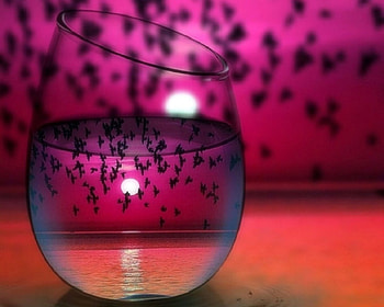 Flying Birds in the Glass, sea, sunsets, attractions in dreams, beauty of nature, paradise, colors, creative pre-made, summer, love four seasons, pretty, glass, flying birds, nature, lovely HD wallpaper