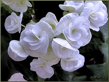 PURITY, white, flowers, clusters, green HD wallpaper