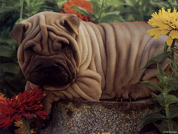 Sharpei, dogs HD wallpaper
