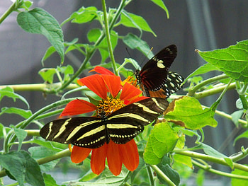 Butterflies, bugs, butterfly, bug, insects, insect HD wallpaper