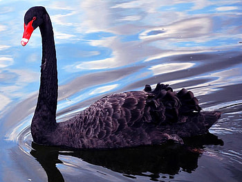 Dark Swan, red beak, swan, water, ripples HD wallpaper