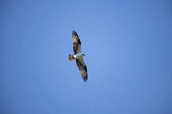 Animals, Bird, Predator, Flight, Wings, Bald Eagle, White-Headed Eagle HD wallpaper