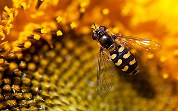 Flowers, Background, Macro, Bee, Sunflower HD wallpaper