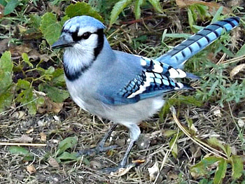 blue jay baby, blue, nature, bird, blue jay HD wallpaper