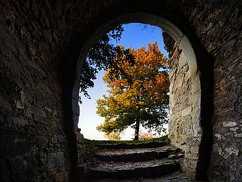 Way-Out, beautiful, , tree HD wallpaper