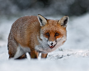 red fox, winter, snow, red, nature, fox HD wallpaper