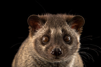 Creation pins, Civets HD wallpaper