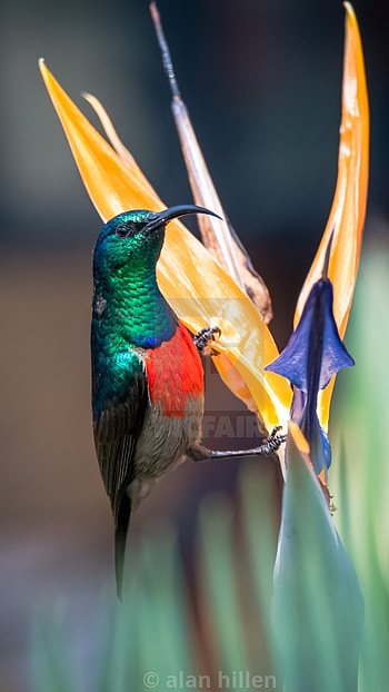 Sunbird, Green HD phone wallpaper