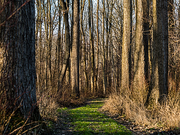 Nature, Trees, Rays, Beams, Forest, Path, Trail HD wallpaper